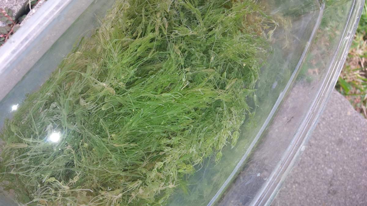 What Plant is this?? Can I Put It In My Axolotl Tank?