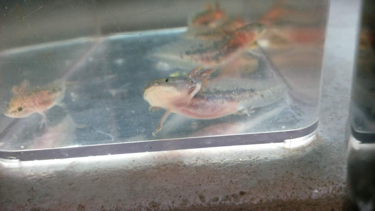 What Color Morph Are These Axolotls Considered Caudata Org Newts And Salamanders Portal