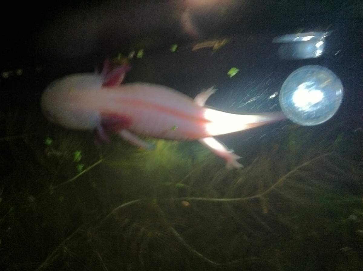Question Axolotl spawning? Newts and Salamanders Portal