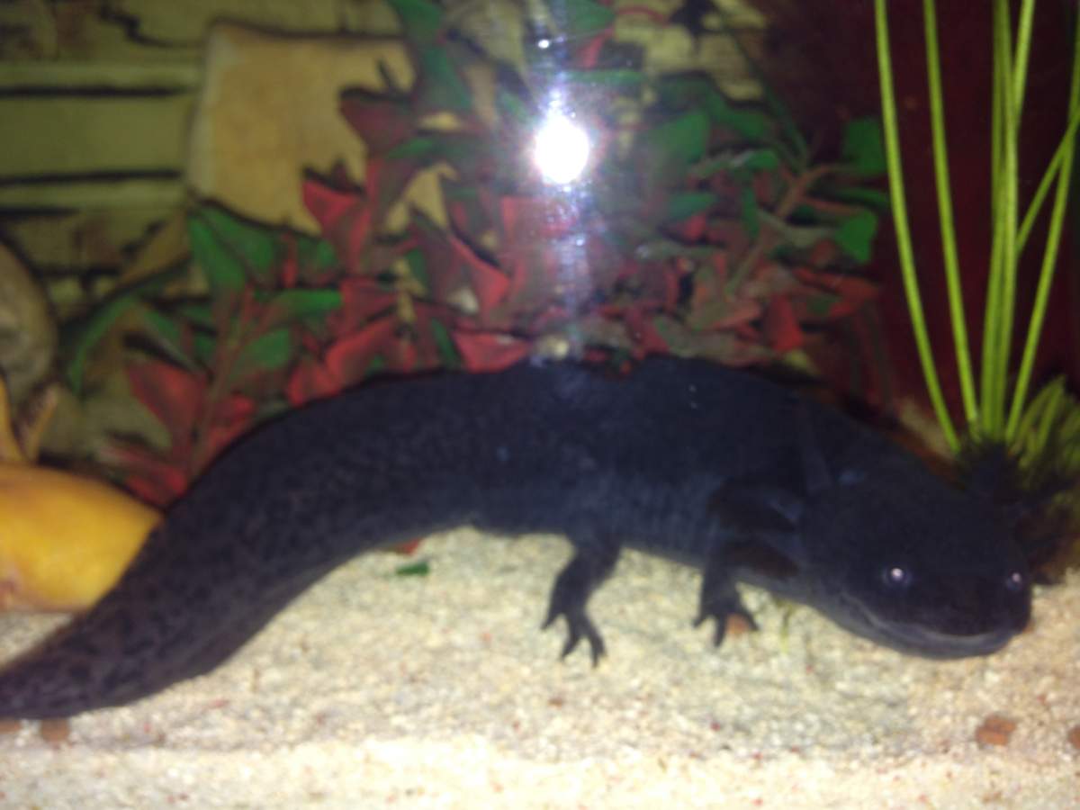 Photo Baby Axies Caudata Org Newts And Salamanders Portal