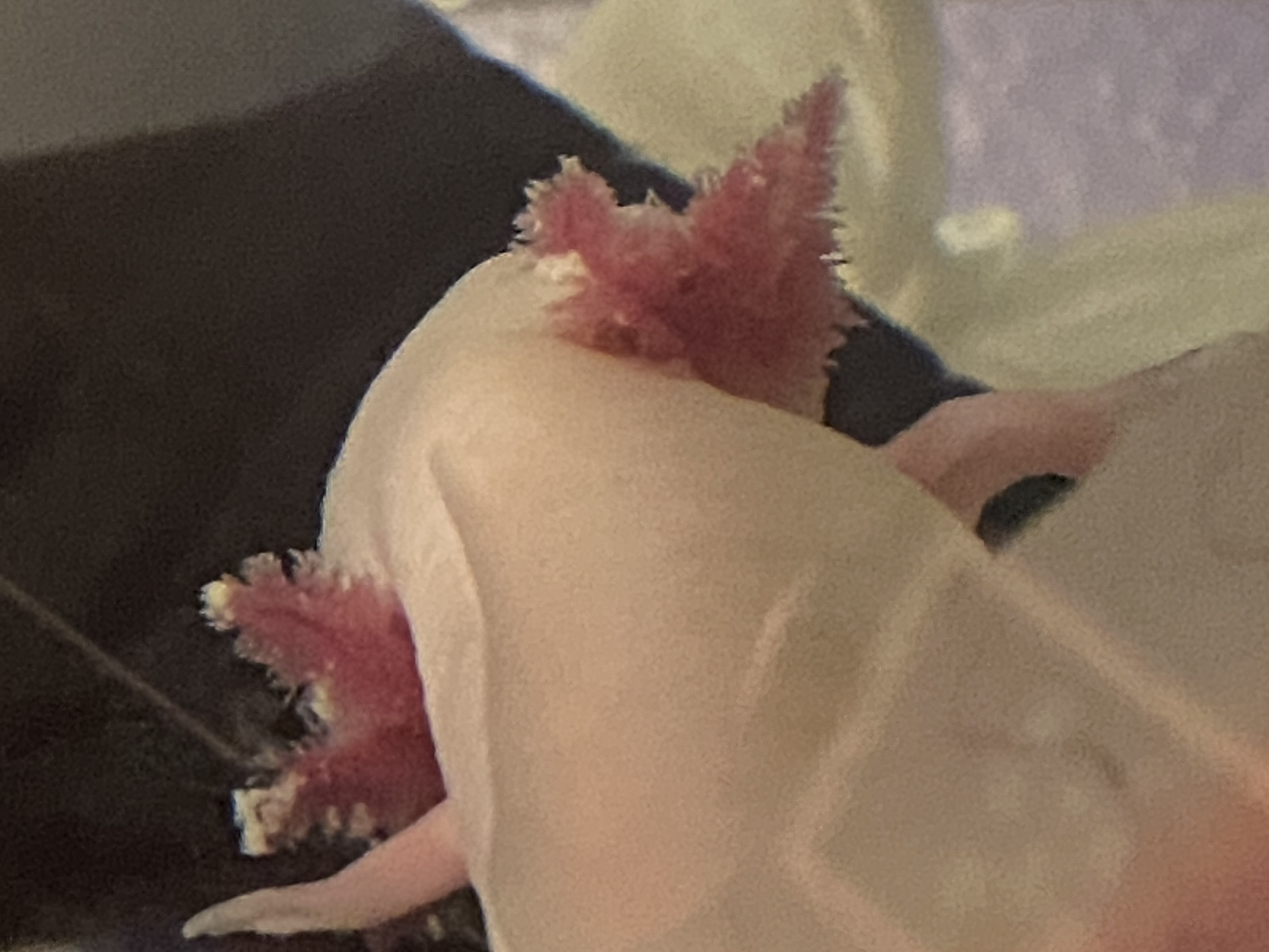 IMG_0764.jpeg