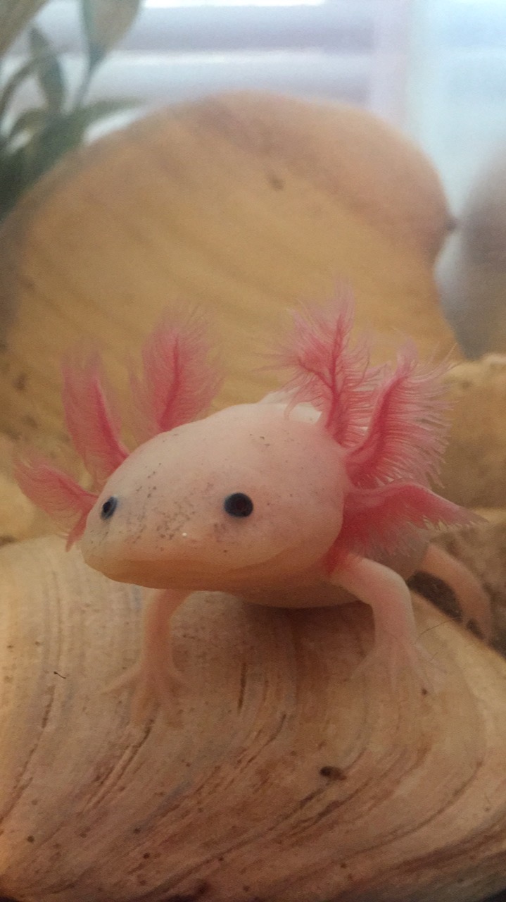 Sick axolotl, please help Newts and Salamanders Portal