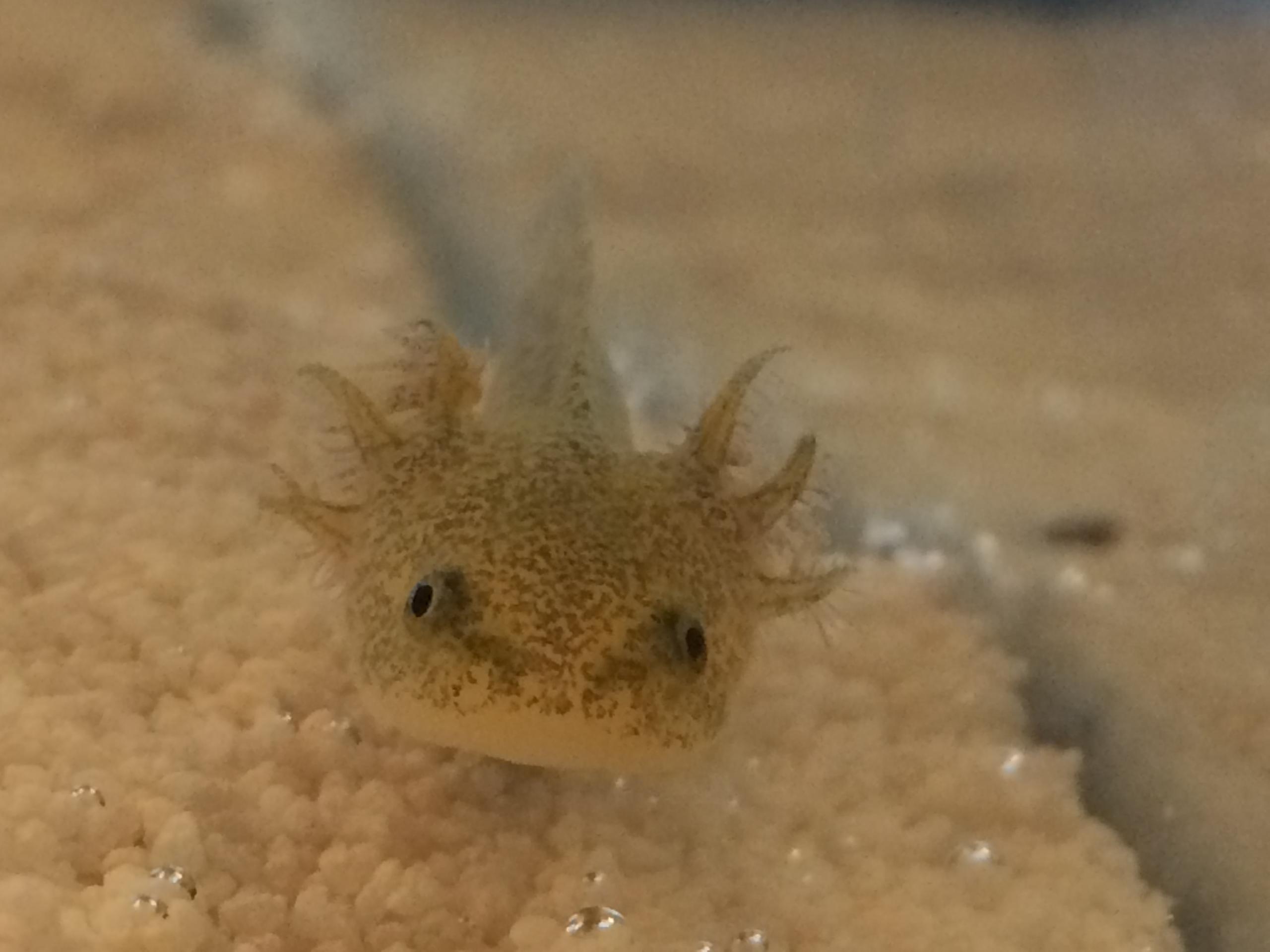 New Axolotls No Legs Caudata Org Newts And Salamanders Portal