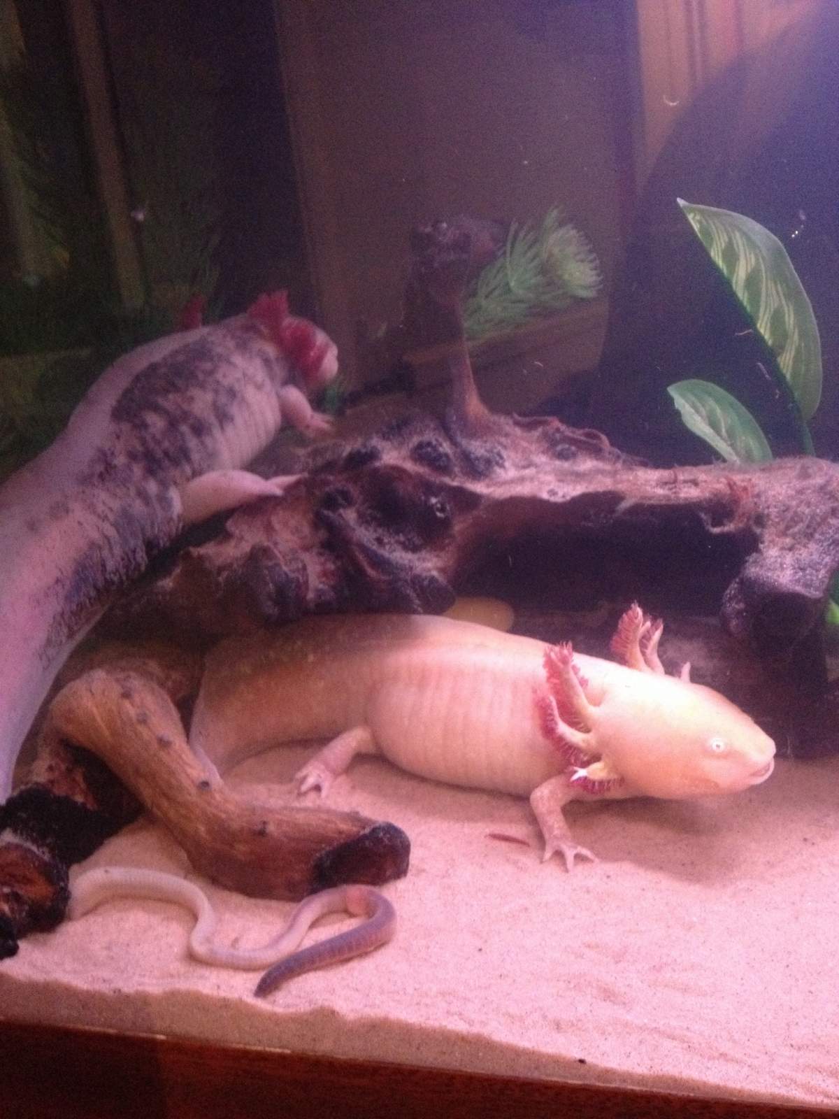 surprise eggs please