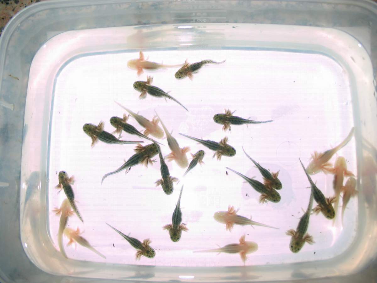 Update Chelsea S Baby Axolotls Are Now 6 Weeks Caudata Org Newts And Salamanders Portal