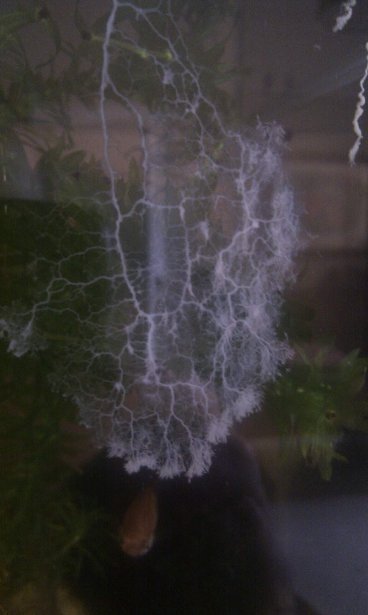 White algae in fish hot sale tank