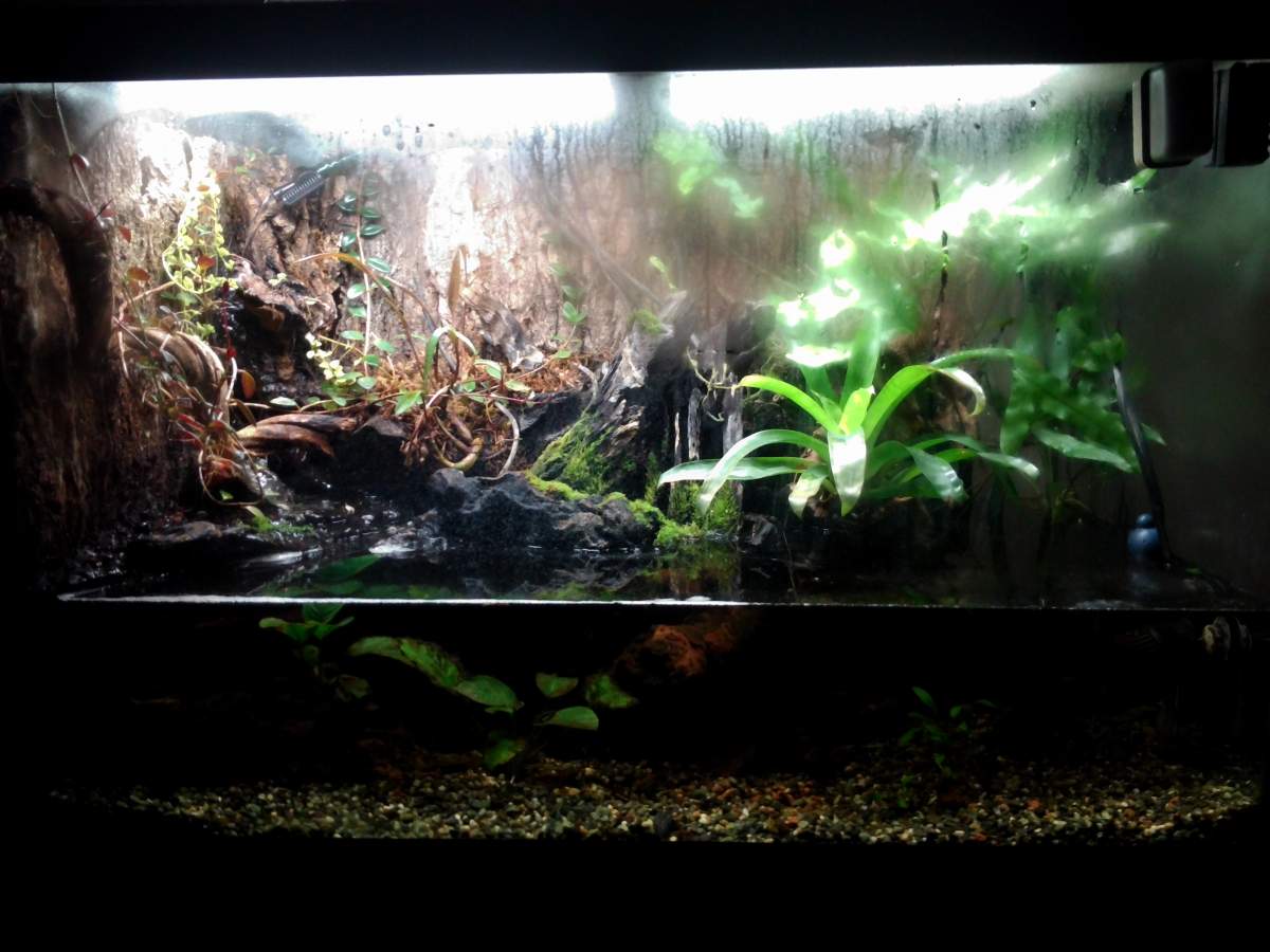 Tiger salamander setup | Caudata.org: Newts and Salamanders Portal
