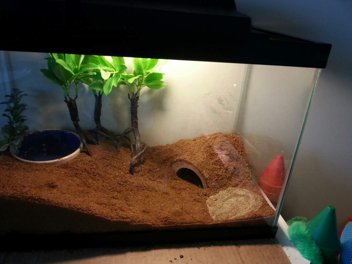 Tiger Salamander Habitat