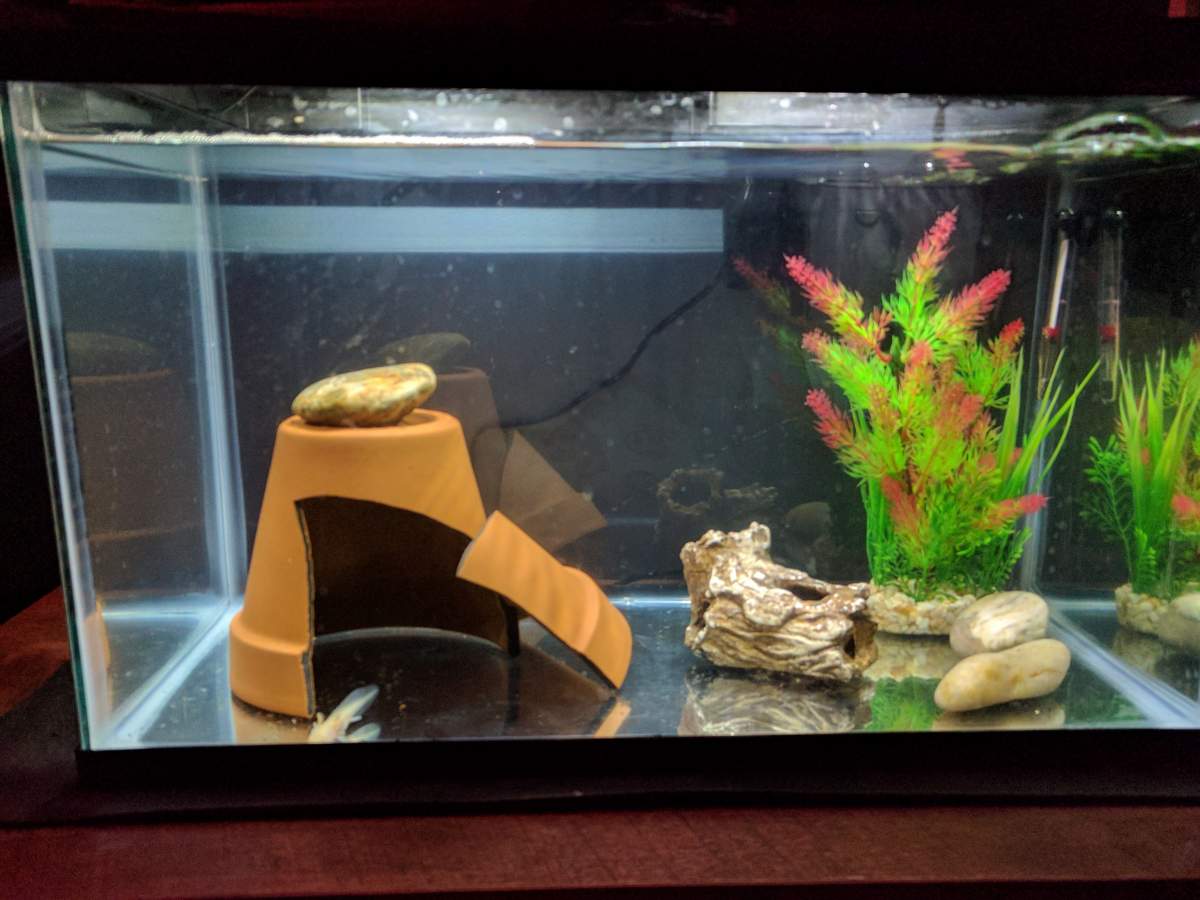 Tank Setup Ideas Caudata Org Newts And Salamanders Portal