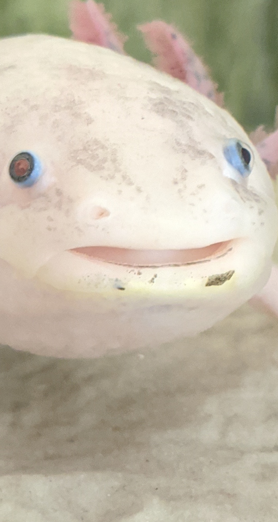 Black fungus on axolotl Newts and Salamanders Portal