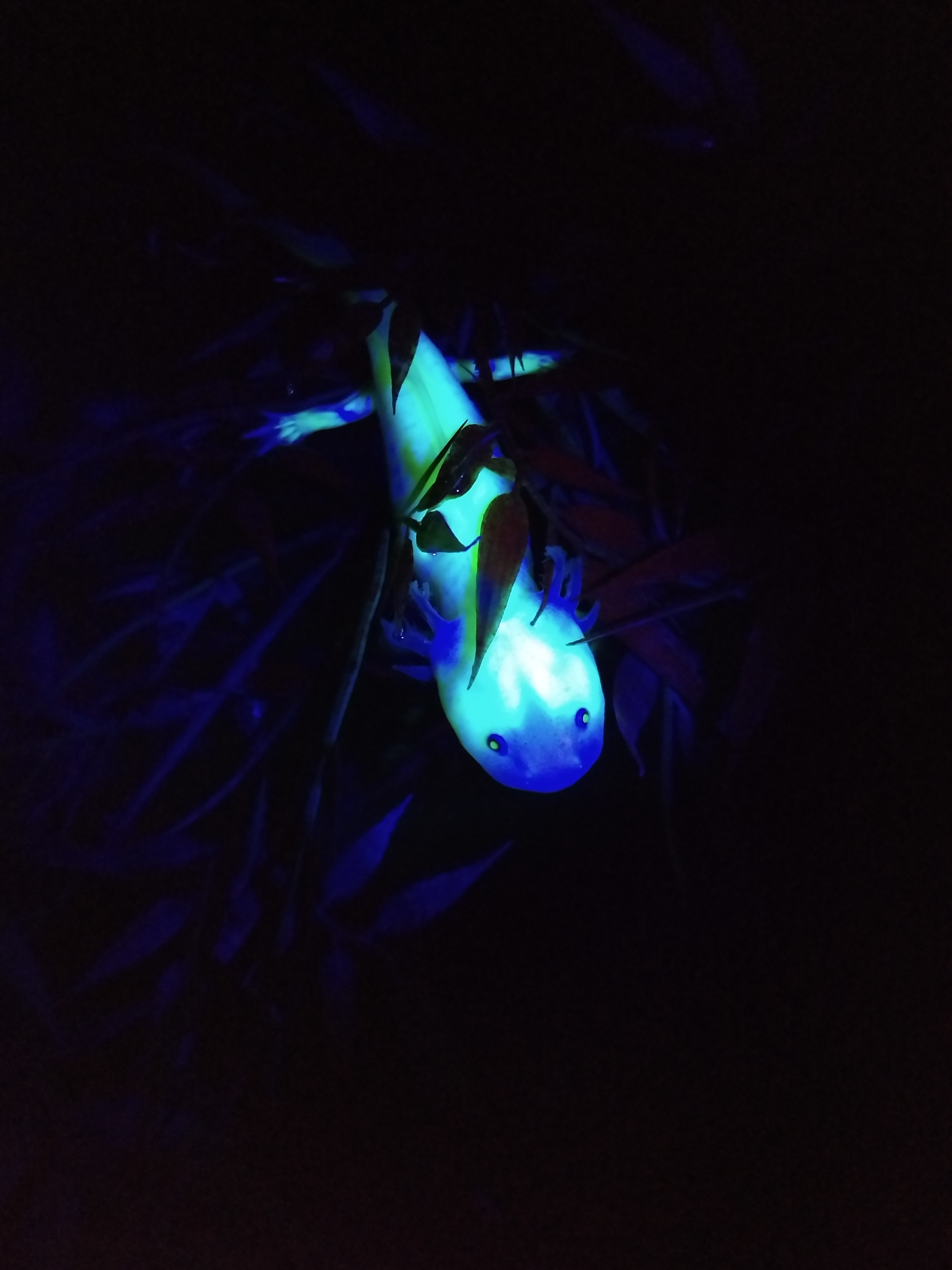 Glowing Axolotl Caudata Org Newts And Salamanders Portal