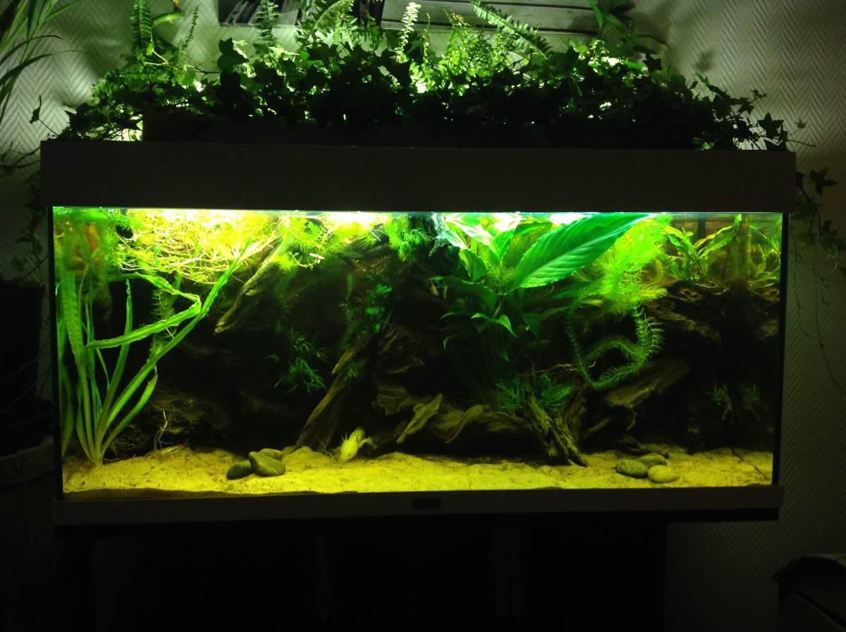 Forbigående Hæl Medicinsk Please post pictures of your tank!! | Page 42 | Caudata.org: Newts and  Salamanders Portal