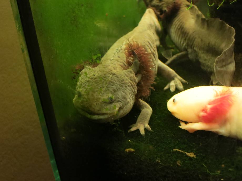 axolotl five below