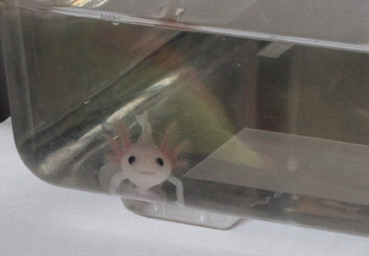 Question What Colour Is This Baby Axie Caudata Org Newts And Salamanders Portal