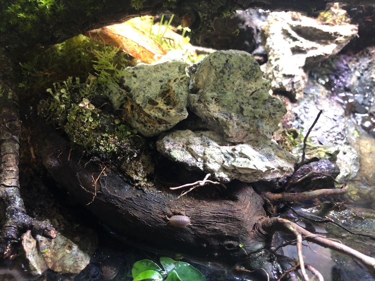 Waterproofness of great stuff spray foam?  : Newts and  Salamanders Portal