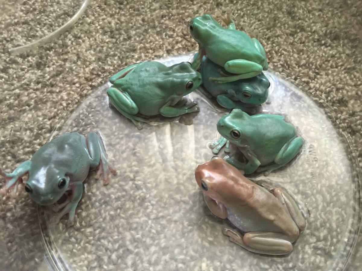 Breeding Whites Tree Frogs!! | Caudata.org: Newts and Salamanders Portal