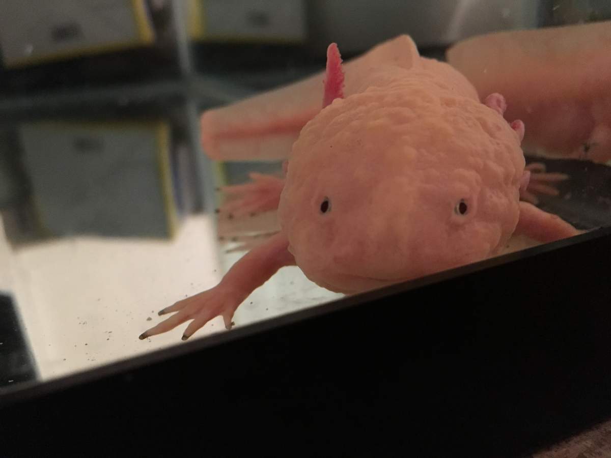 Illness/Sickness Sick axolotl? Newts and Salamanders