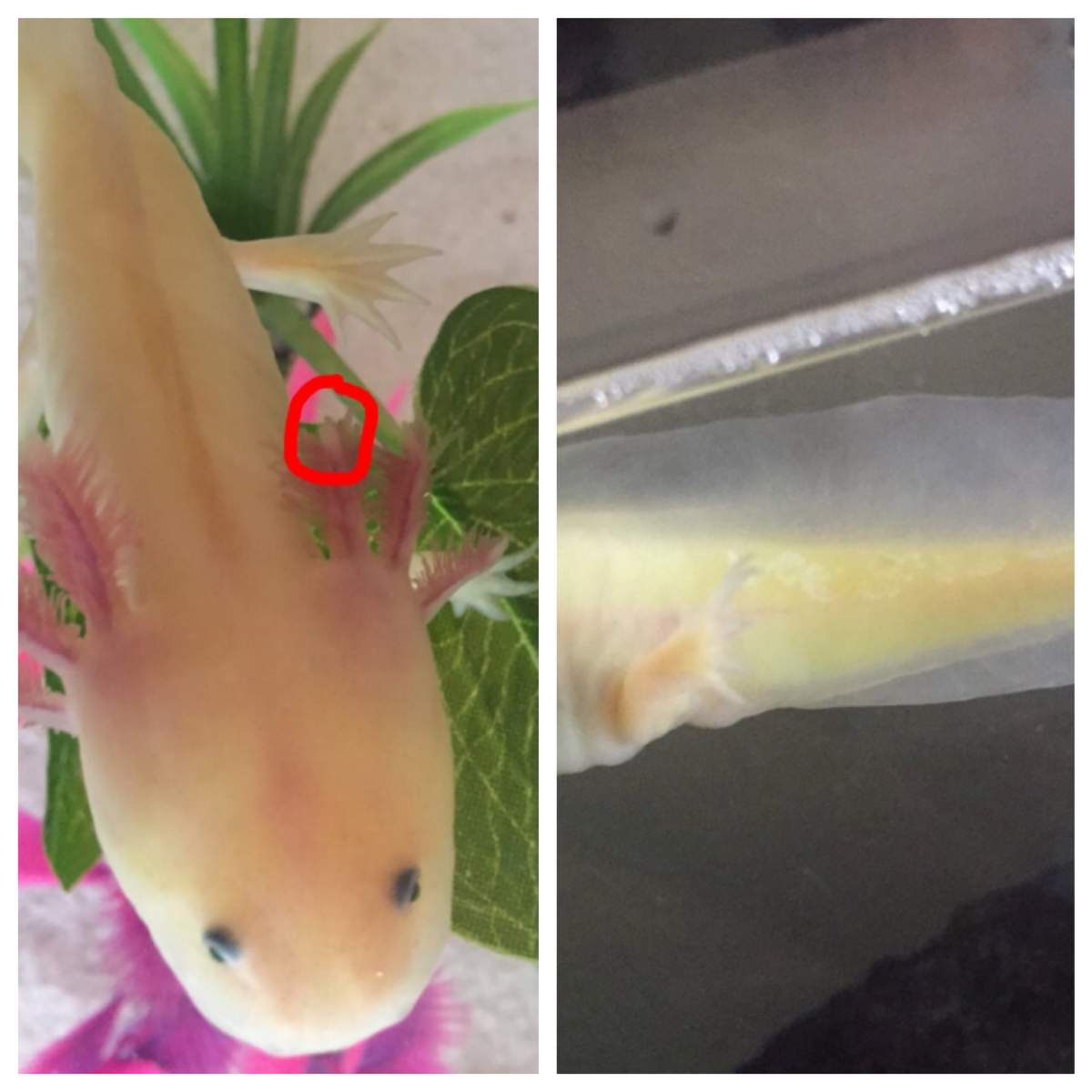 Question Does my axolotl have a fungal infection? Newts and Salamanders Portal
