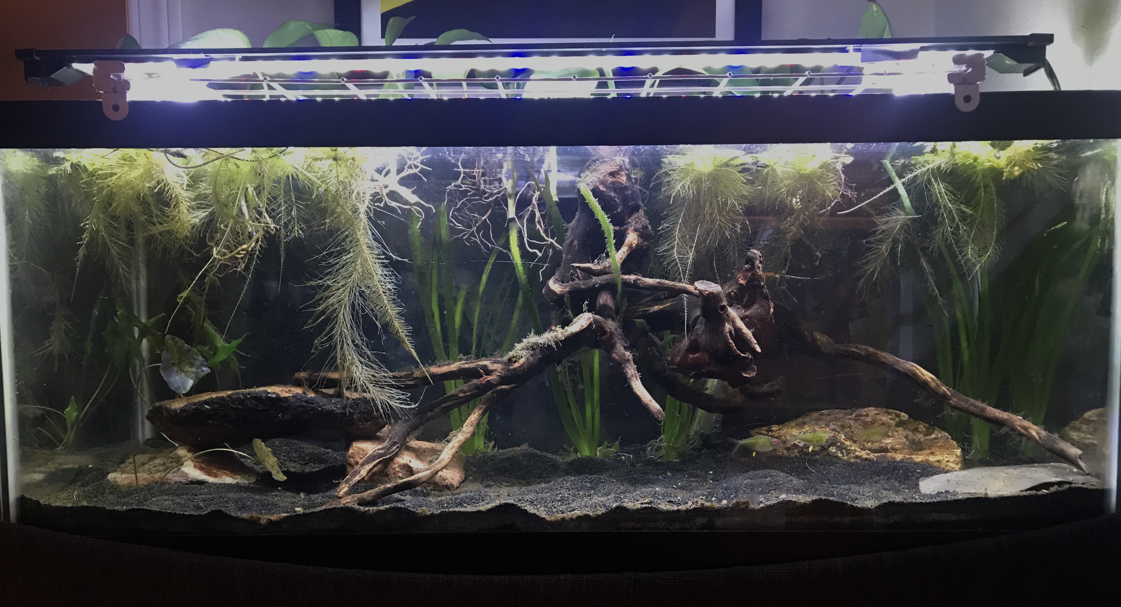 Planted Tank Questions Caudata Org Newts And Salamanders Portal