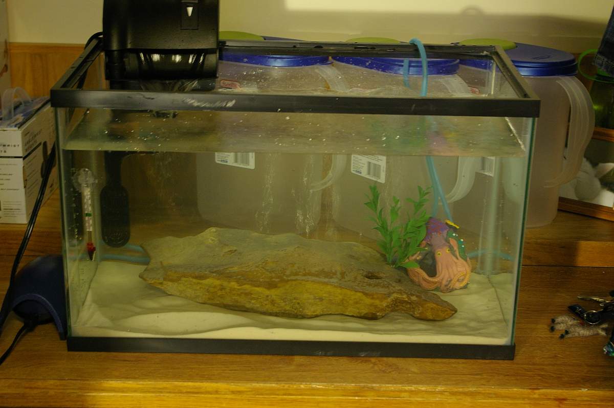 My First Axolotl Tank Setup How Is It Caudata Org Newts And Salamanders Portal