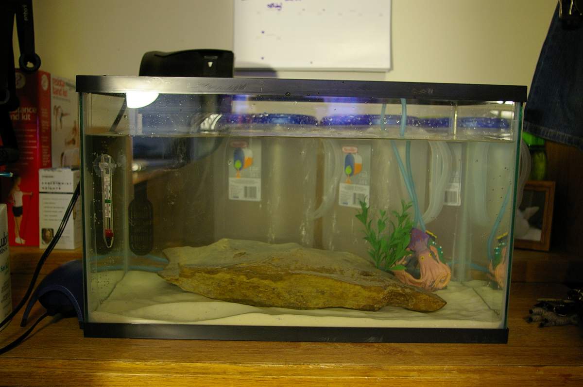 My First Axolotl Tank Setup How Is It Caudata Org Newts And Salamanders Portal