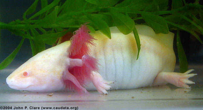 Question: - Dark-eyed golden albino? | Caudata.org: Newts and Salamanders  Portal