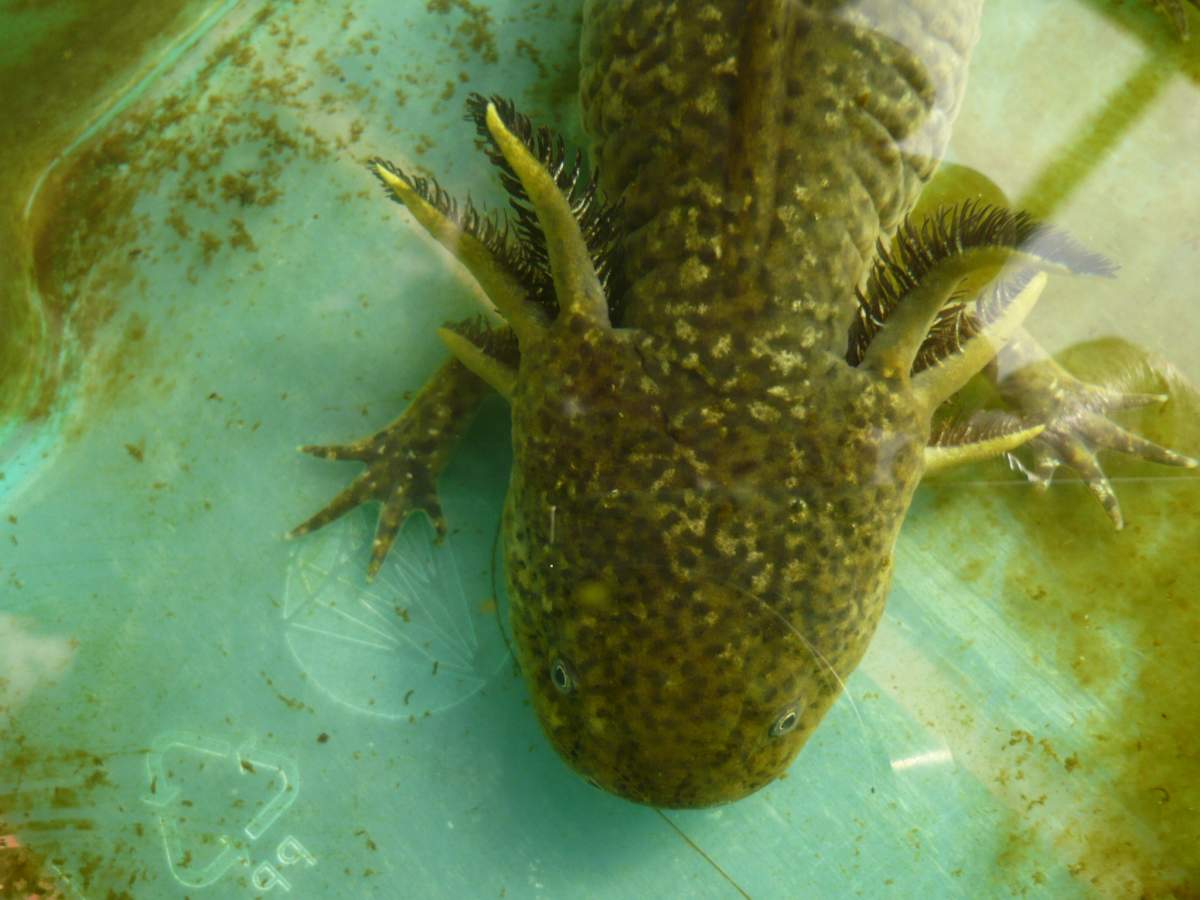 Can axolotl change their colour? Newts and Salamanders