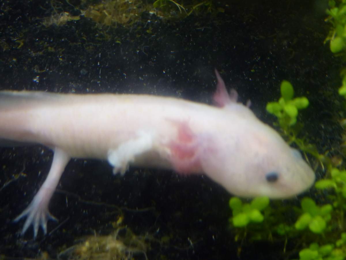 Mangy Front Legs Caudata Org Newts And Salamanders Portal