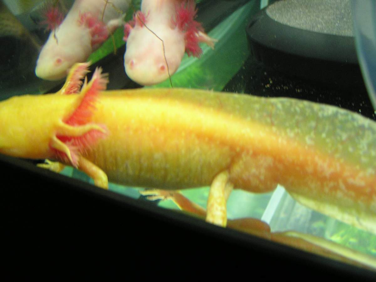 Vets! Please help! we think axolotl swallowed gravel!