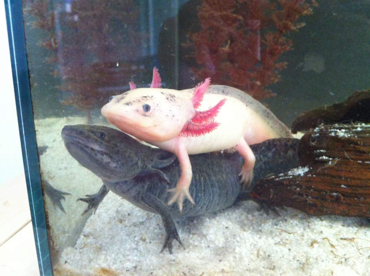 Photo Cute Axies Watching A Movie Caudata Org Newts And Salamanders Portal