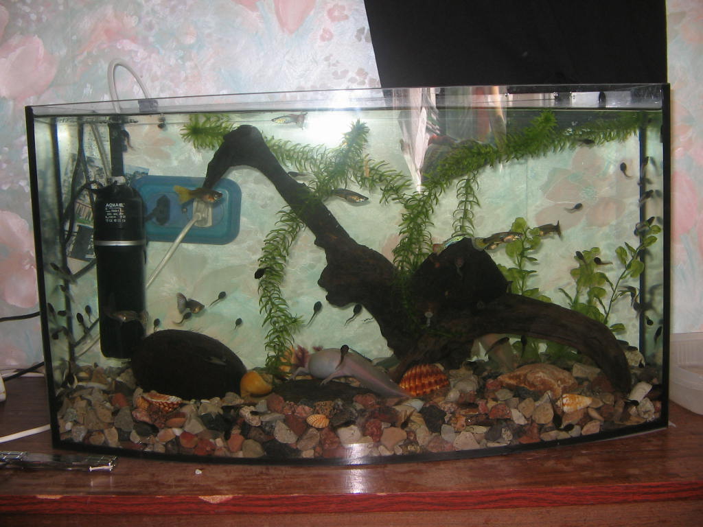 How does fungus looks like? ) Newts and Salamanders Portal