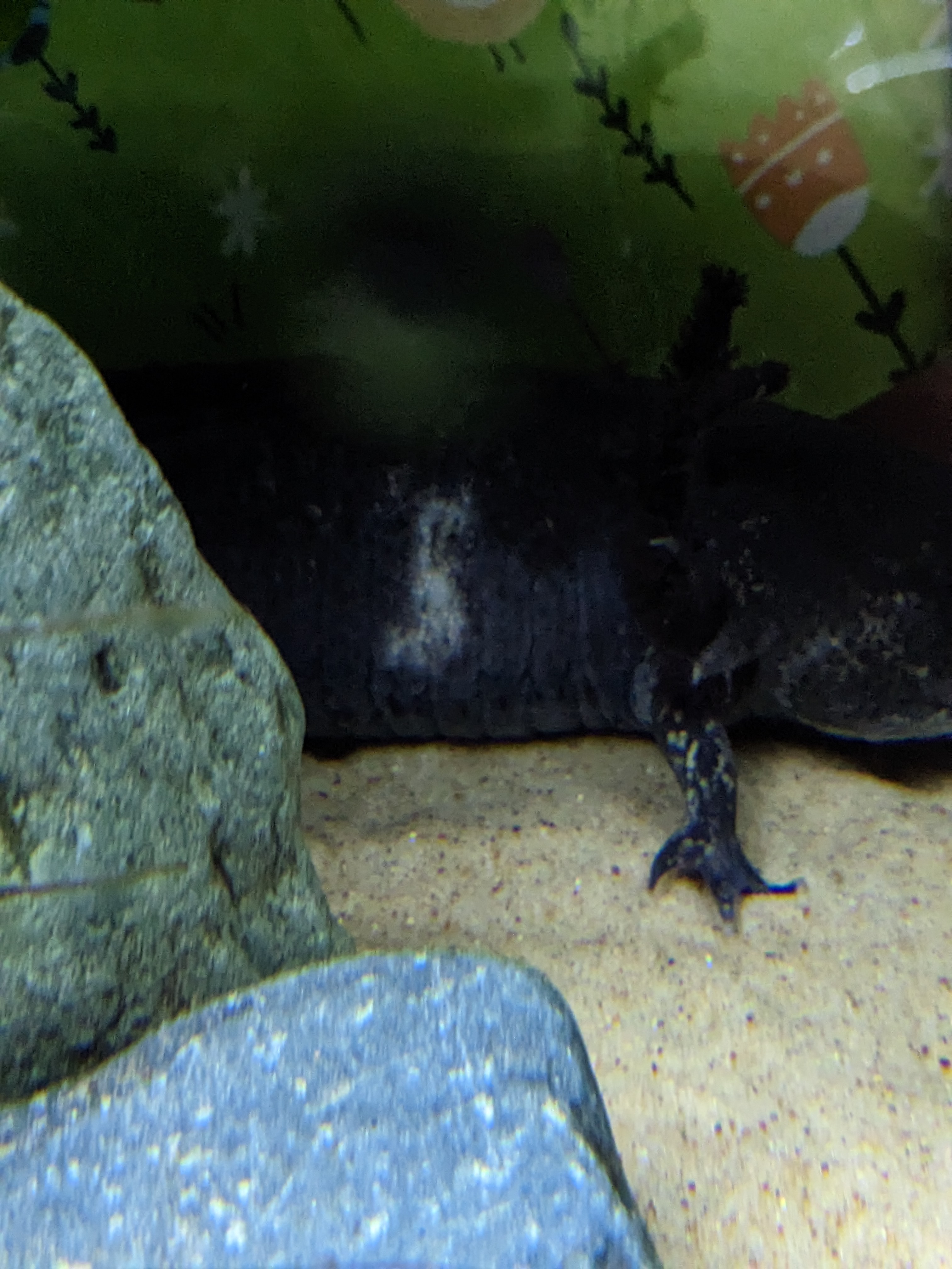 Illness/Sickness Vet is on vacation and axolotl is getting worse not