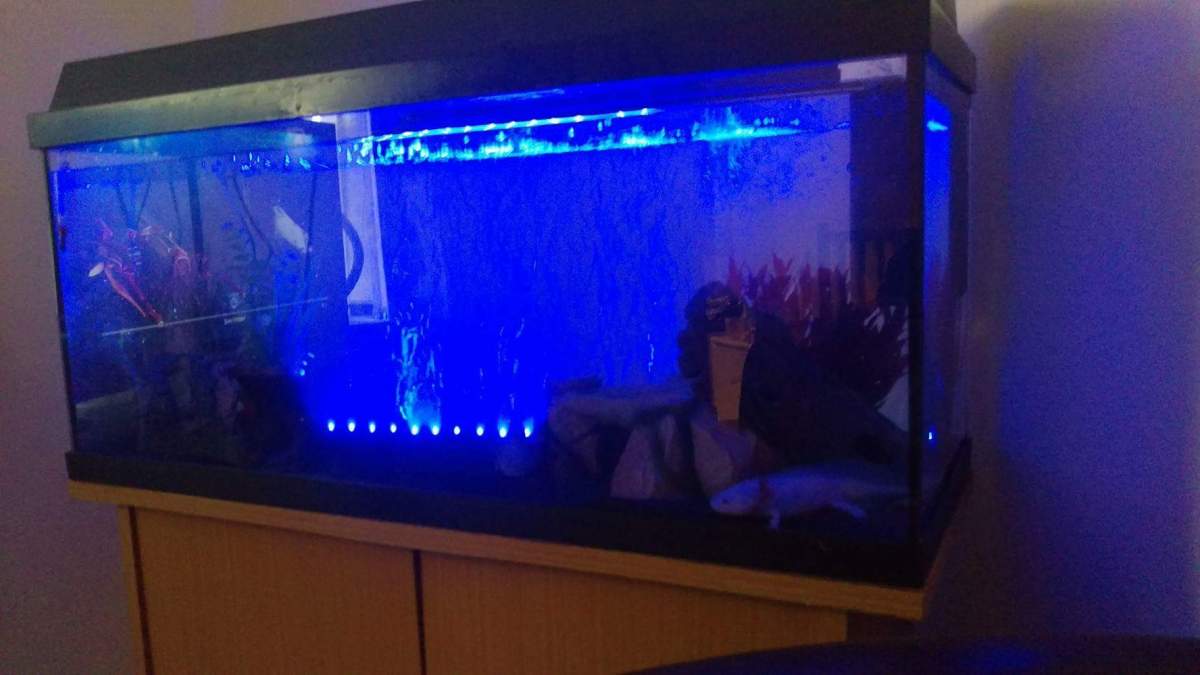 led bubble wall aquarium