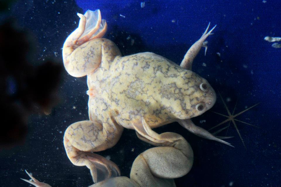 African Clawed Frog Caudata Org Newts And Salamanders Portal