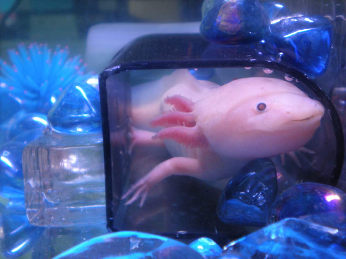 Axolotl Out Of Water