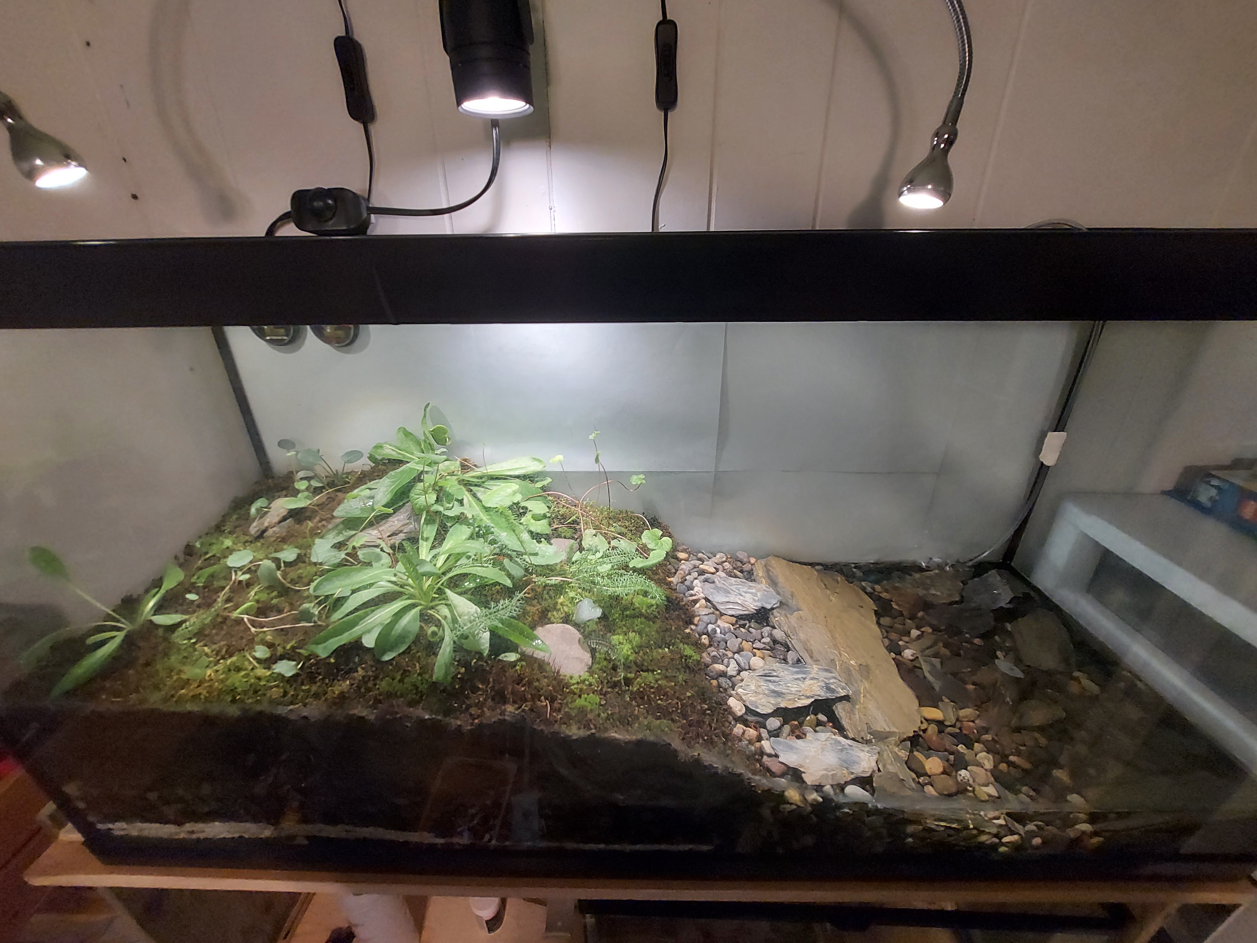 salamander tank #2.jpg