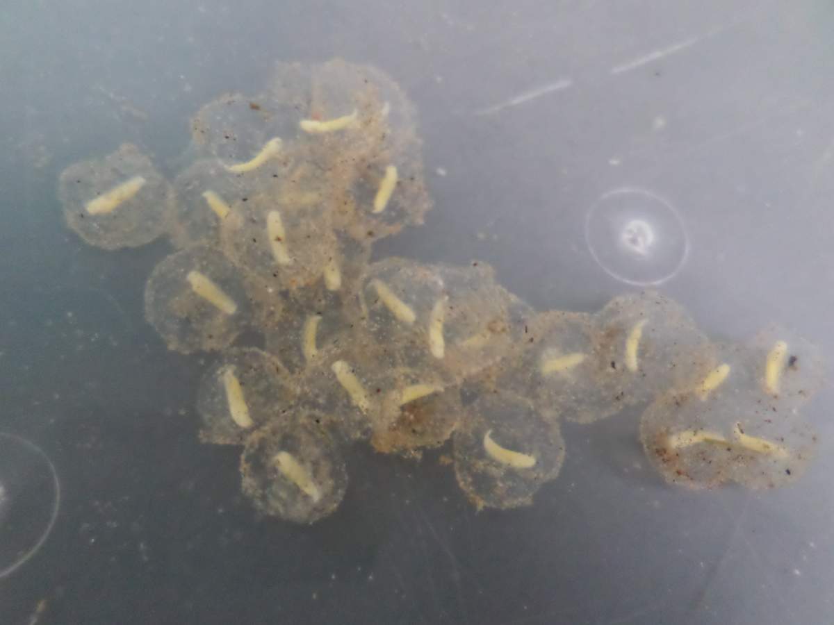 Axolotl eggs were shipped in freezing cold water Newts