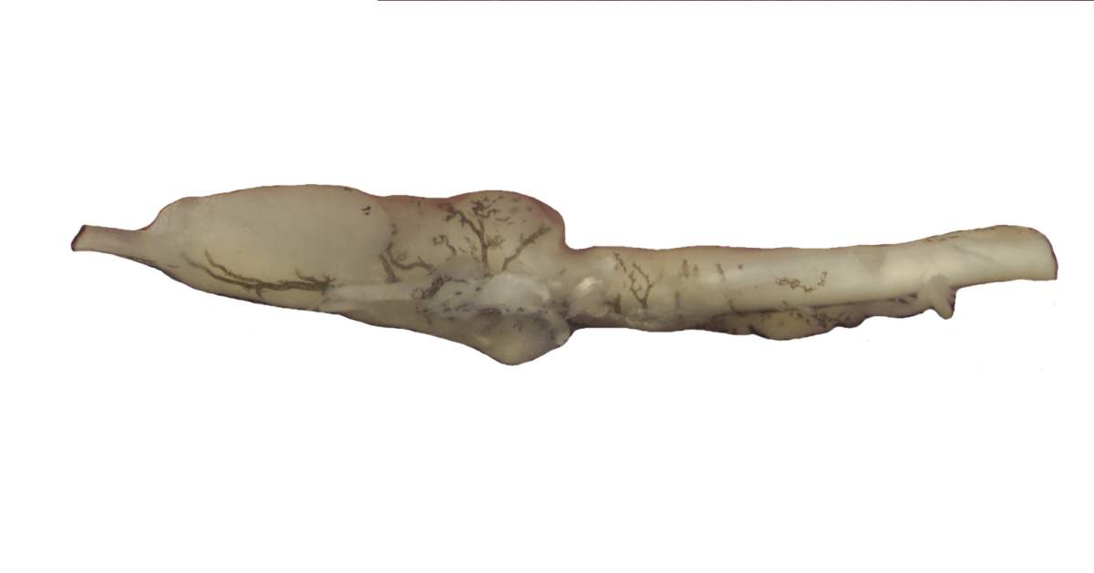The axolotl brain | Caudata.org: Newts and Salamanders Portal