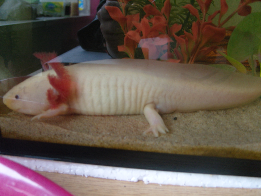 Axie sitting at the same place all day long | Caudata.org: Newts and ...