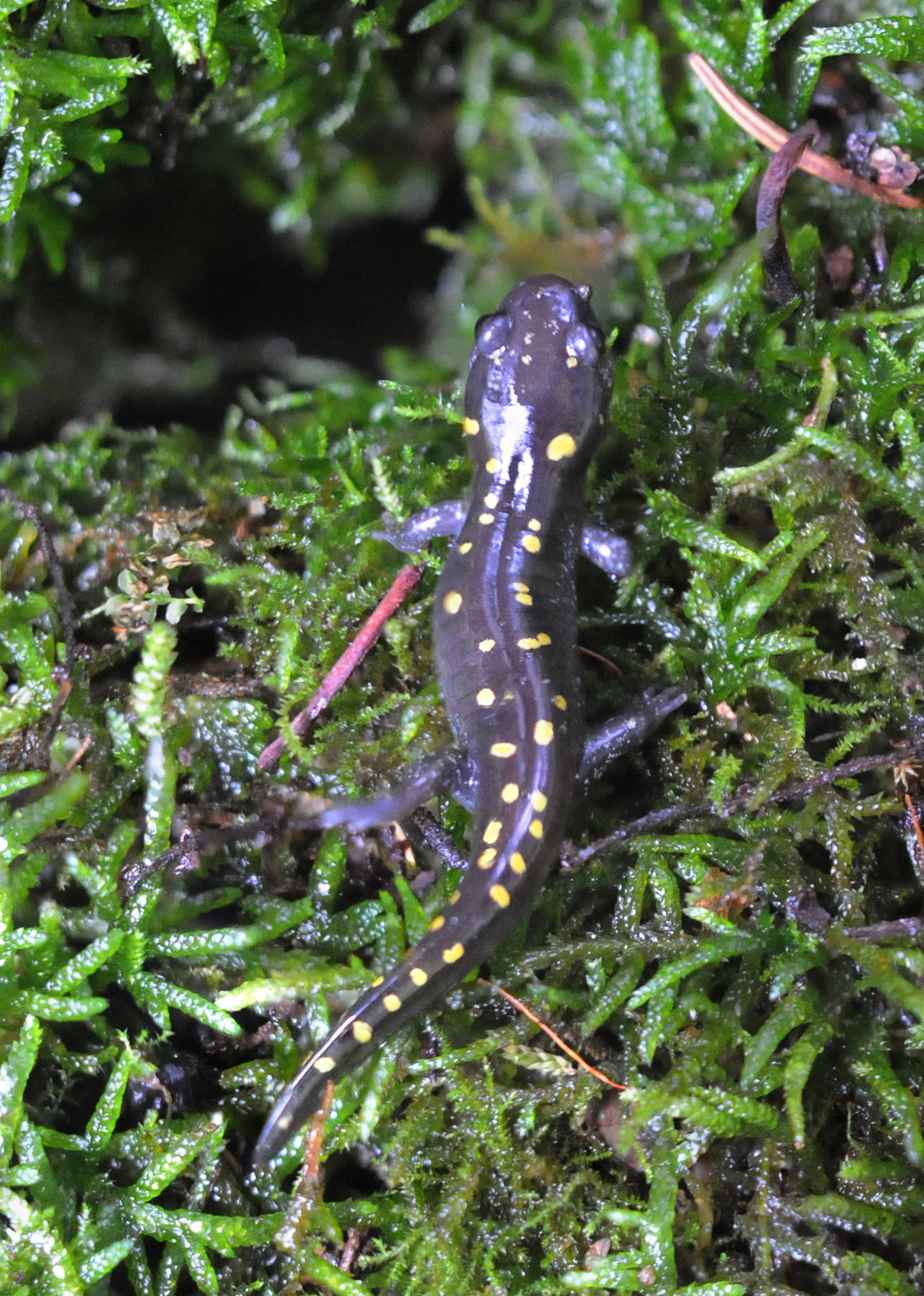 spotted salamander smaller.jpg