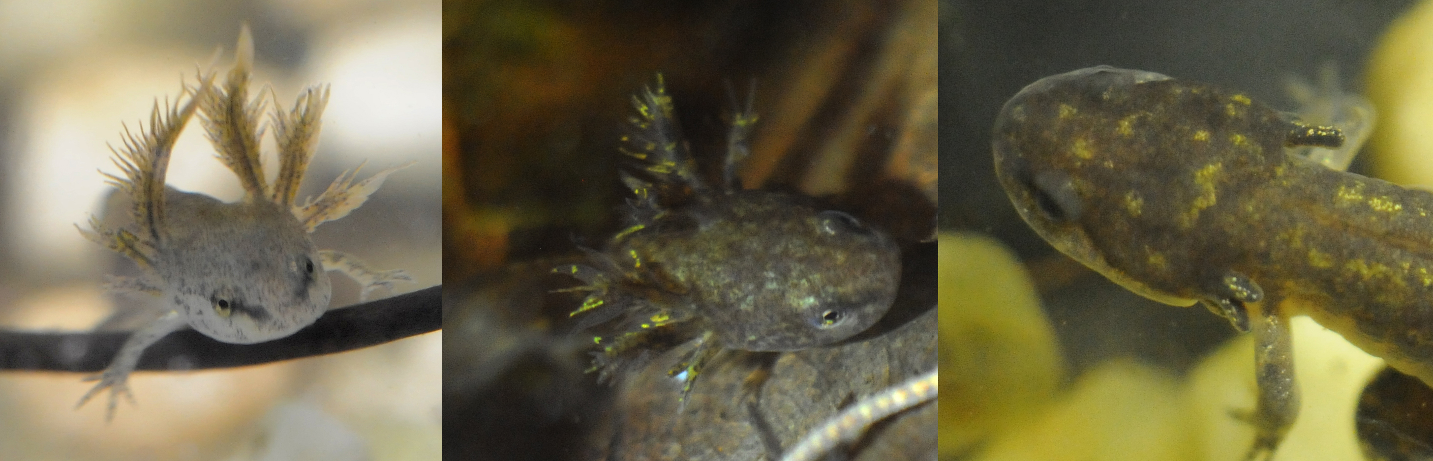 spotty gills appear new guy.jpg