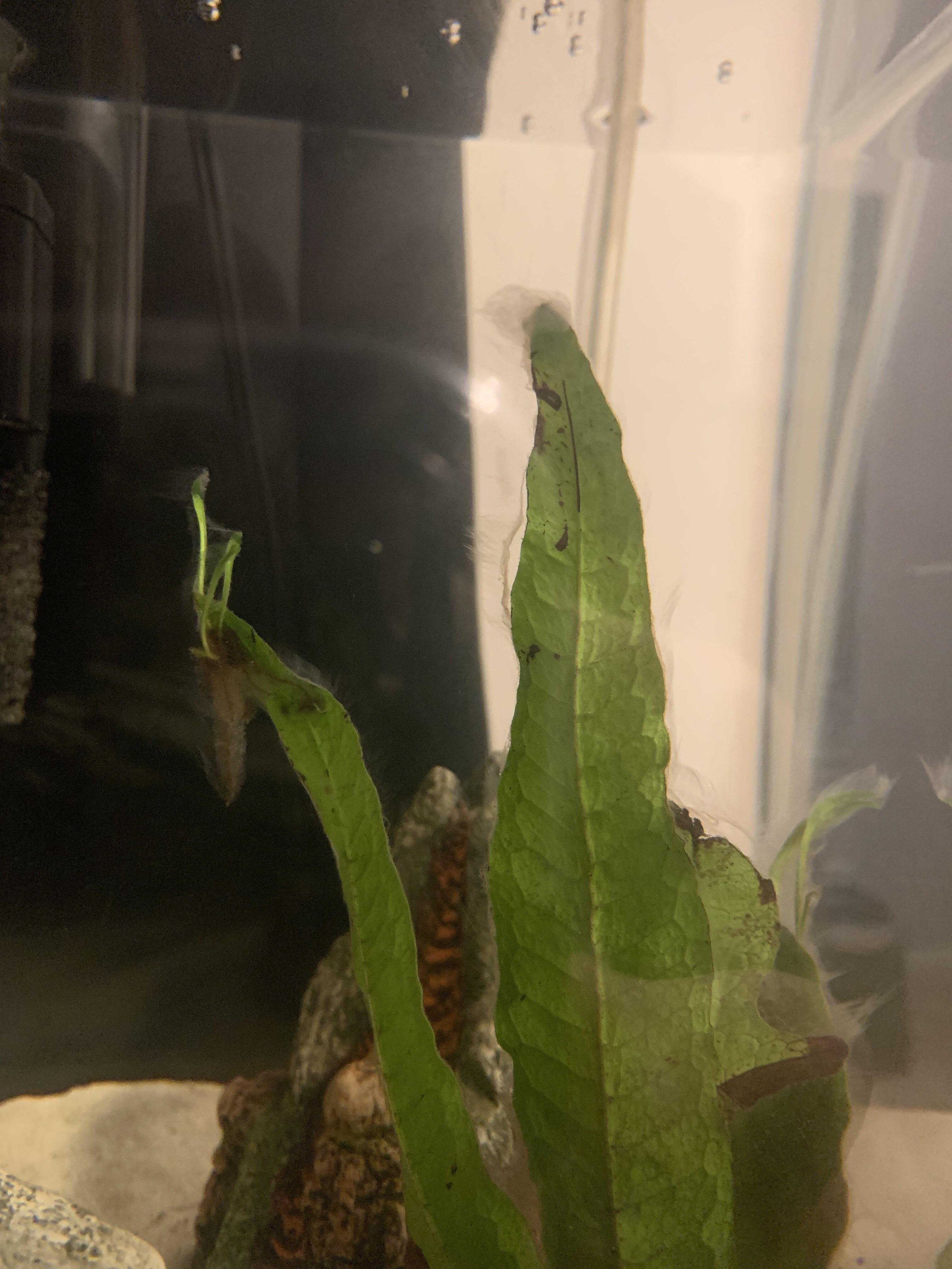 tempImagetMP68f.jpg