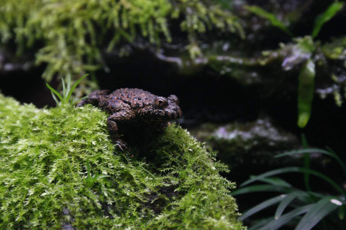 https://www.caudata.org/threads/how-do-you-grow-moss-in-a-terrarium.29752/