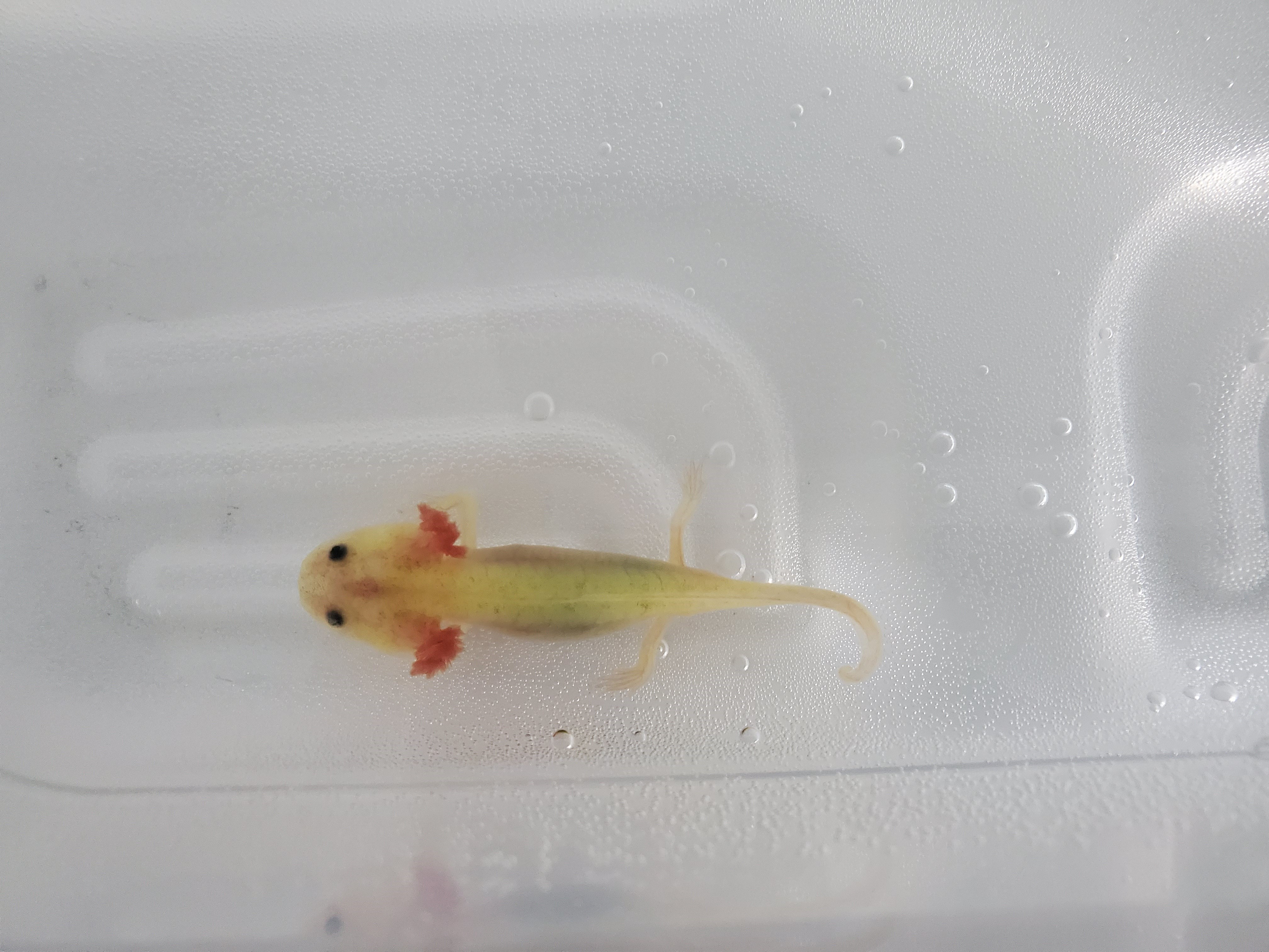 Sick Baby Axolotl Barely Eating Moving Curled Tail And Gills Caudata Org Newts And Salamanders Portal