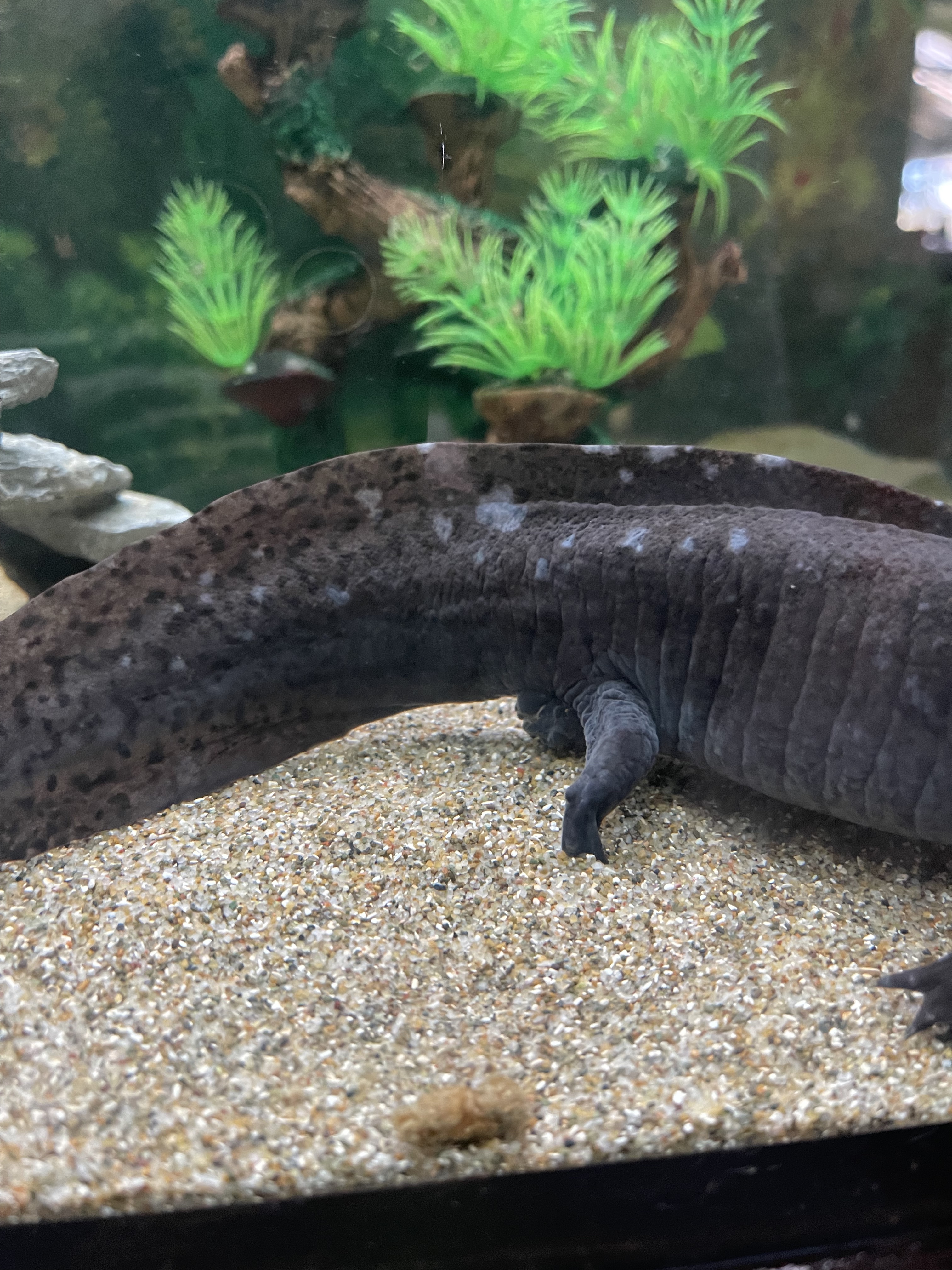 Toothless 1.jpg
