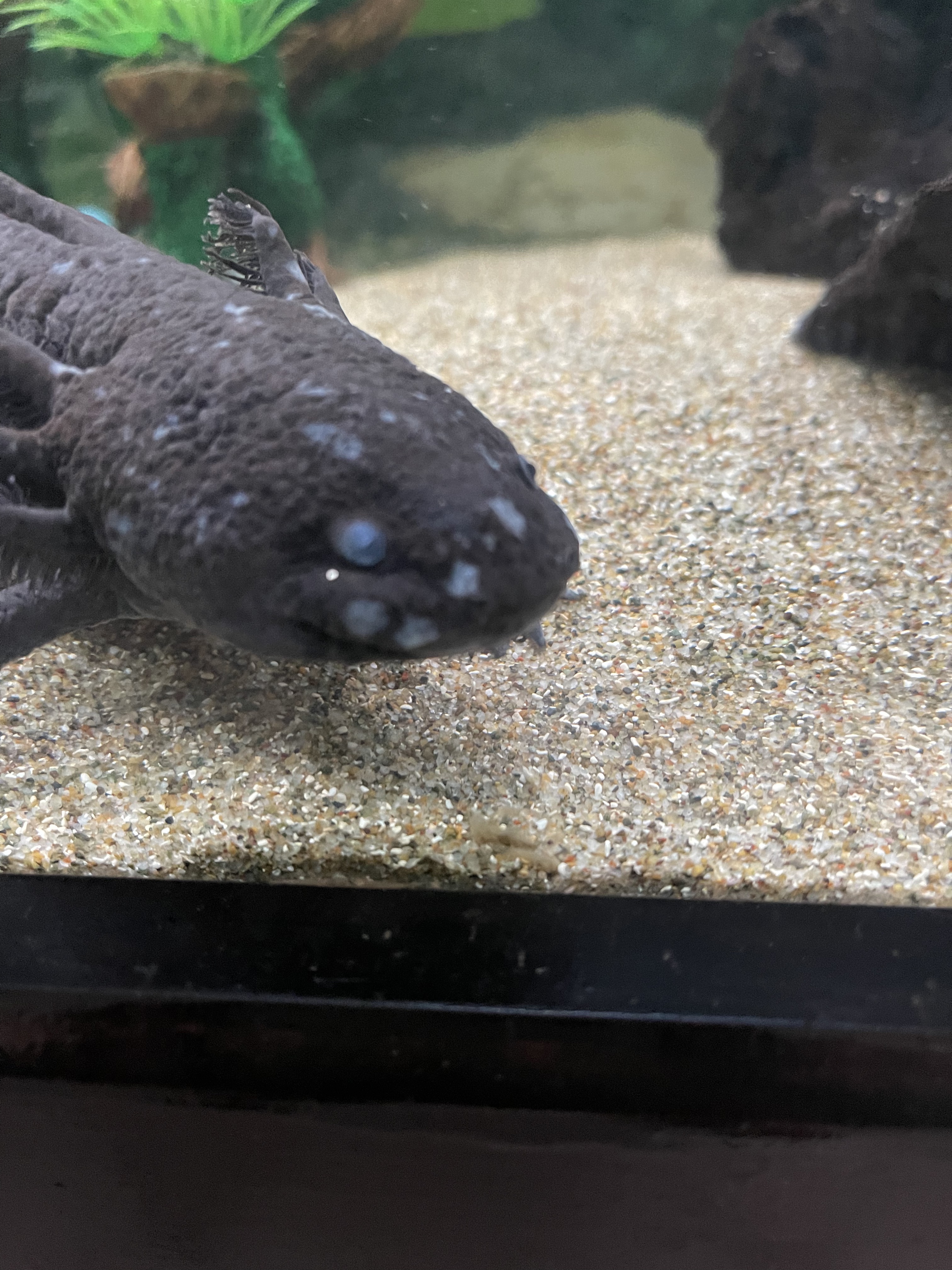 toothless.jpg