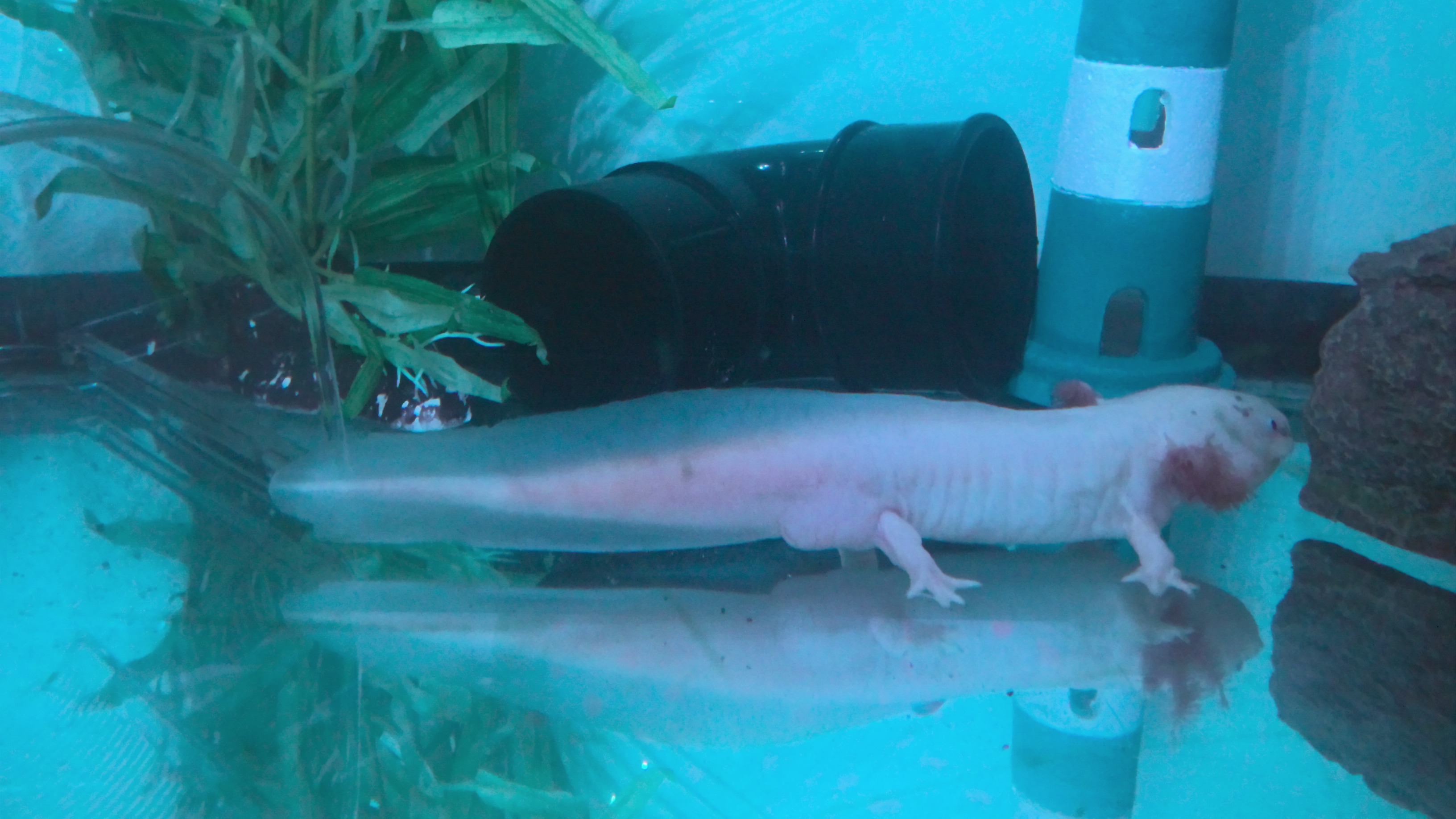 33 Axolotls ideas  axolotl, vermicomposting, vermiculture