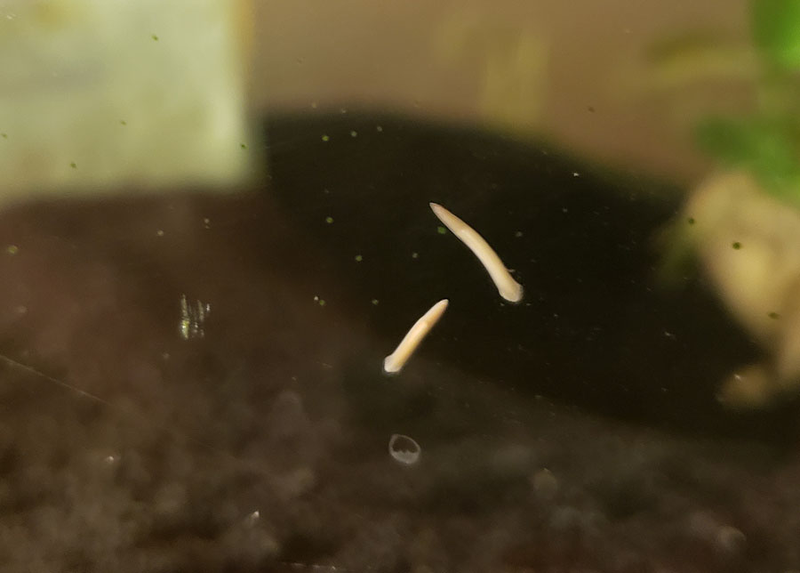 worms3.jpg