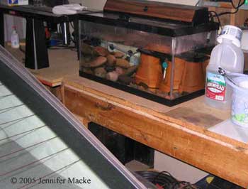 aquarium in garage