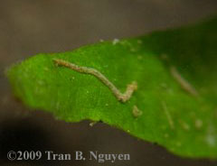 drain fly larvae in aquarium